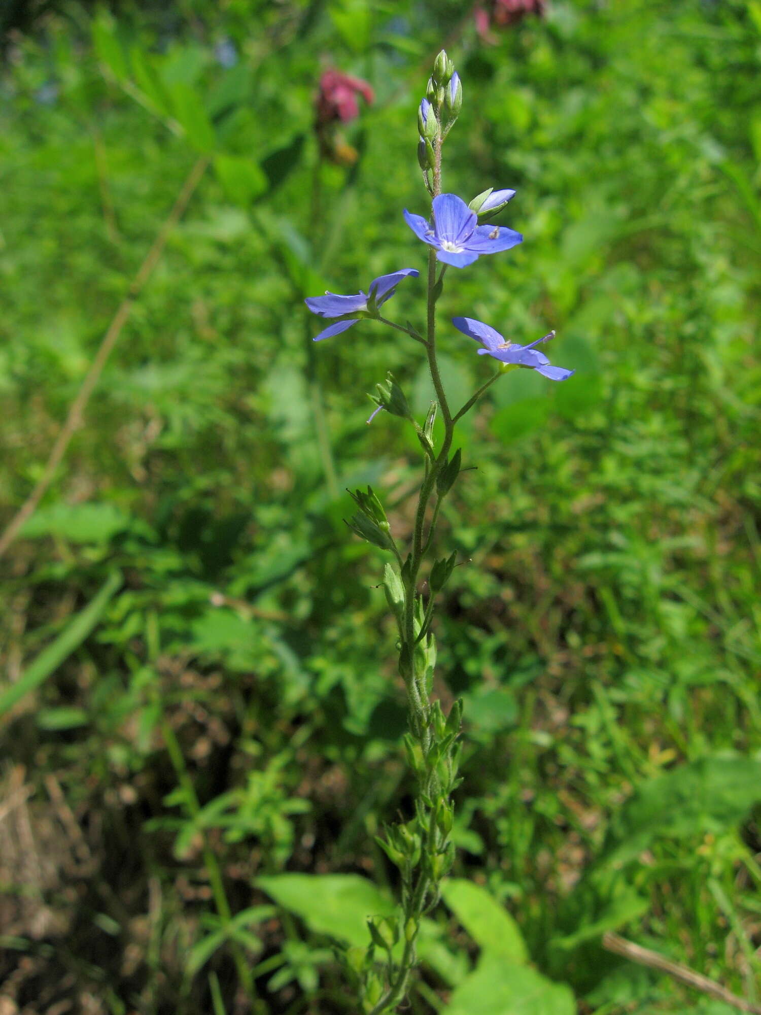 Image of Veronica krylovii Schischk.