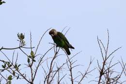 Image of Brown-headed Parrot