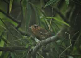 Image of Rufous Gnateater