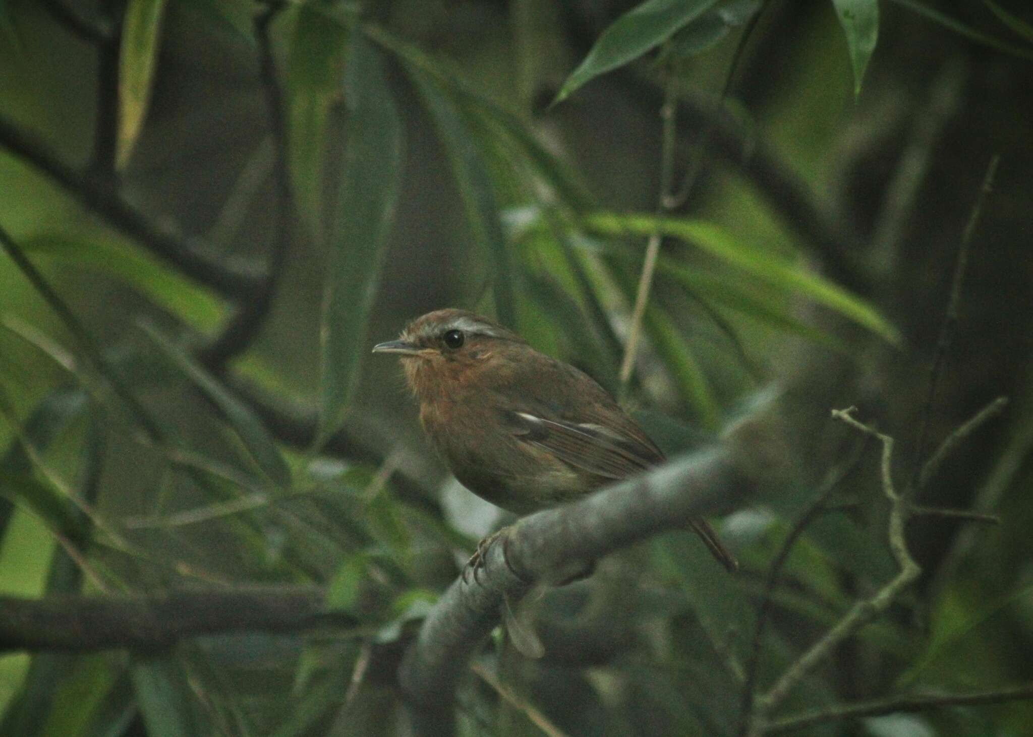 Image of Rufous Gnateater