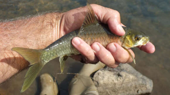 Image of Lowveld Largescale Yellowfish