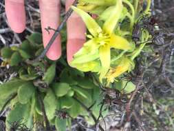 Image of Cotyledon cuneata Thunb.