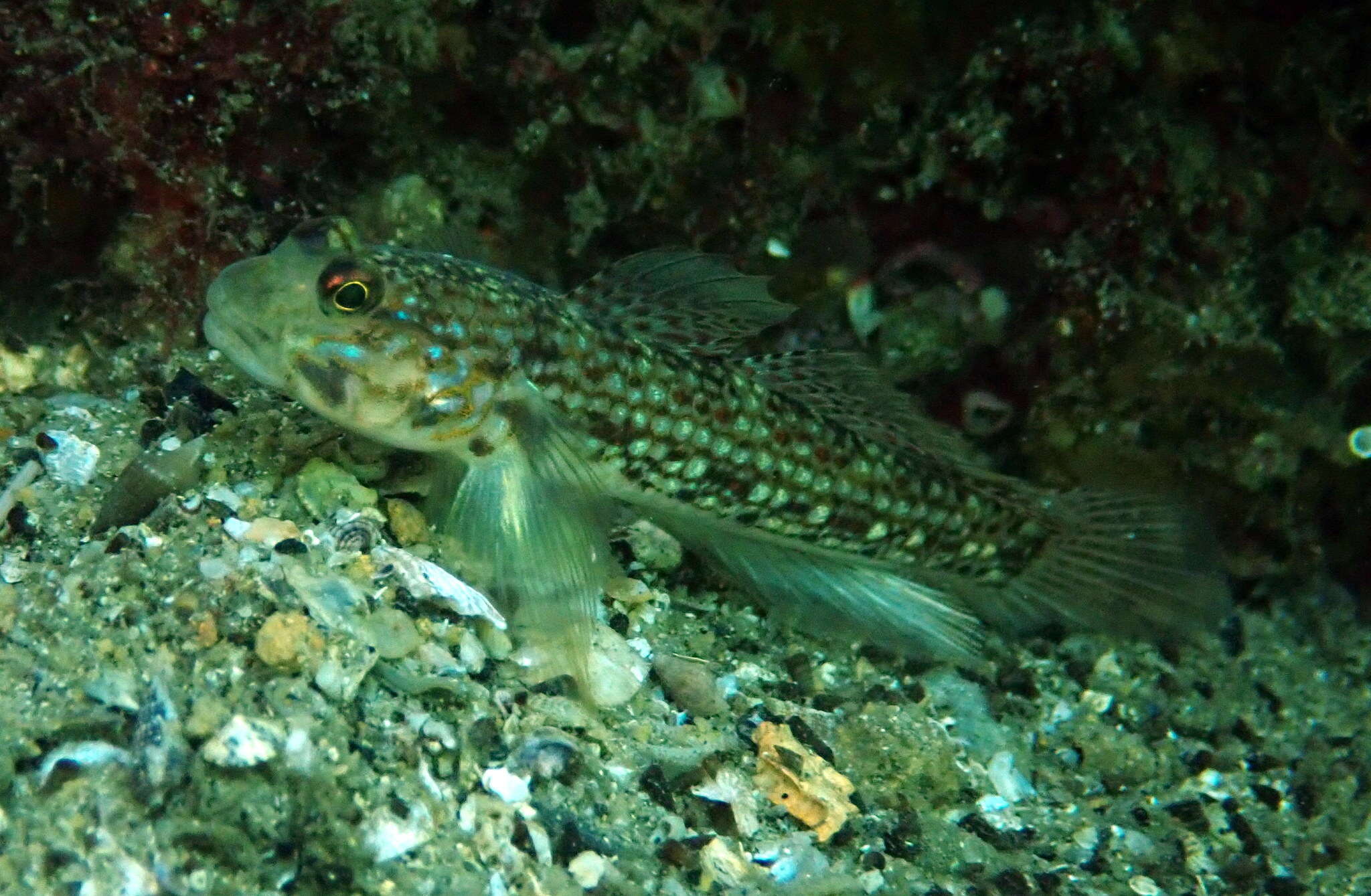 Image of Hoese&#39;s sandgoby