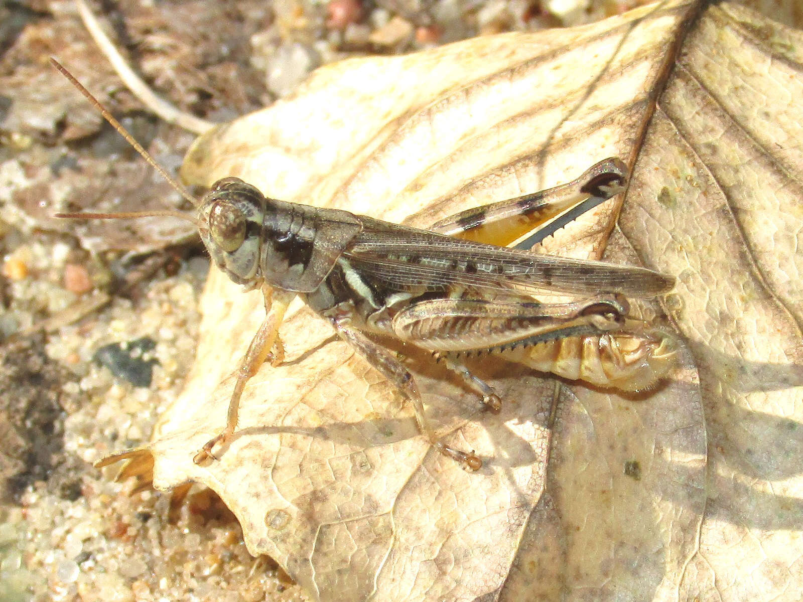 Слика од Melanoplus bispinosus Scudder & S. H. 1897