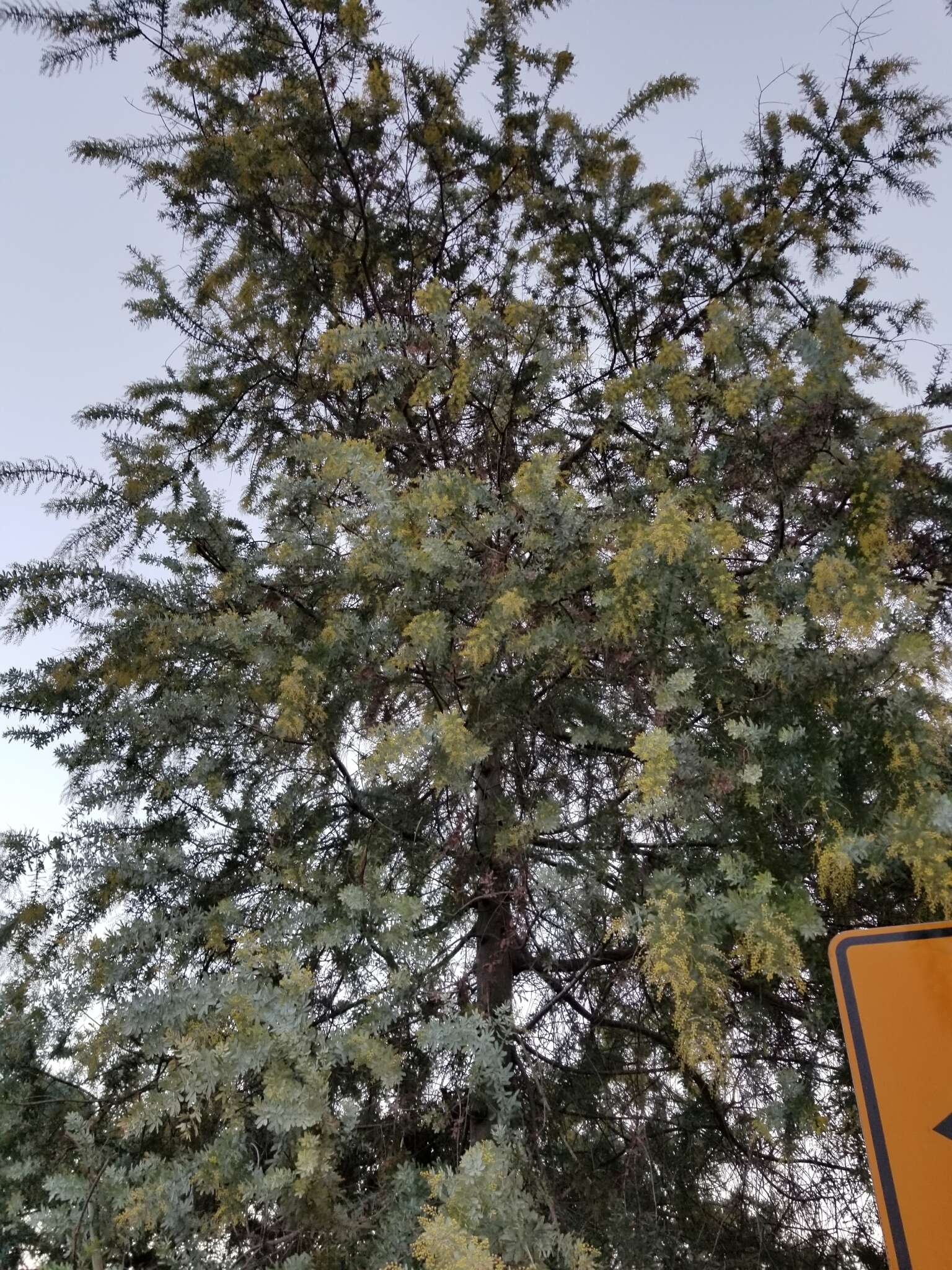 Image of cootamundra wattle