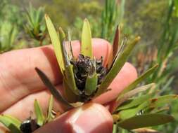 Image of <i>Leucadendron <i>lanigerum</i></i> var. lanigerum