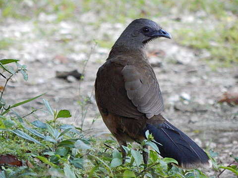 Image of Plain Chachalaca