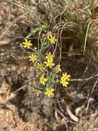 Image of Eriospermum abyssinicum Baker