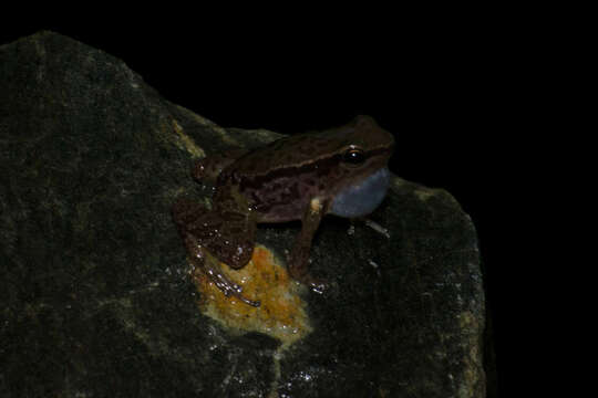 Image of Santa Marta poison arrow frog