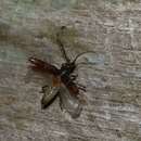 صورة Elaphidion glabriusculum (Bates 1885)