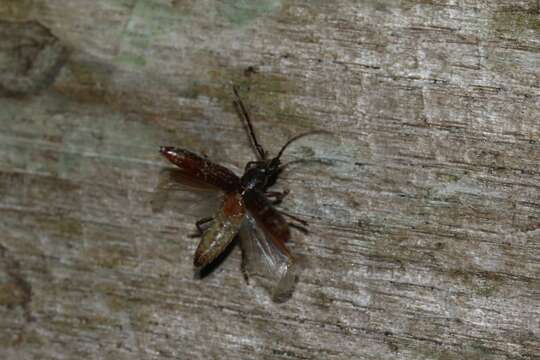 صورة Elaphidion glabriusculum (Bates 1885)