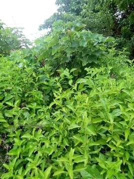 Image of Barbados nut