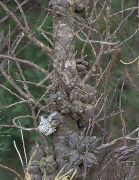 Image of Dwarf Cypress-pine