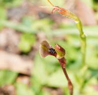 Imagem de Chiloglottis trapeziformis Fitzg.