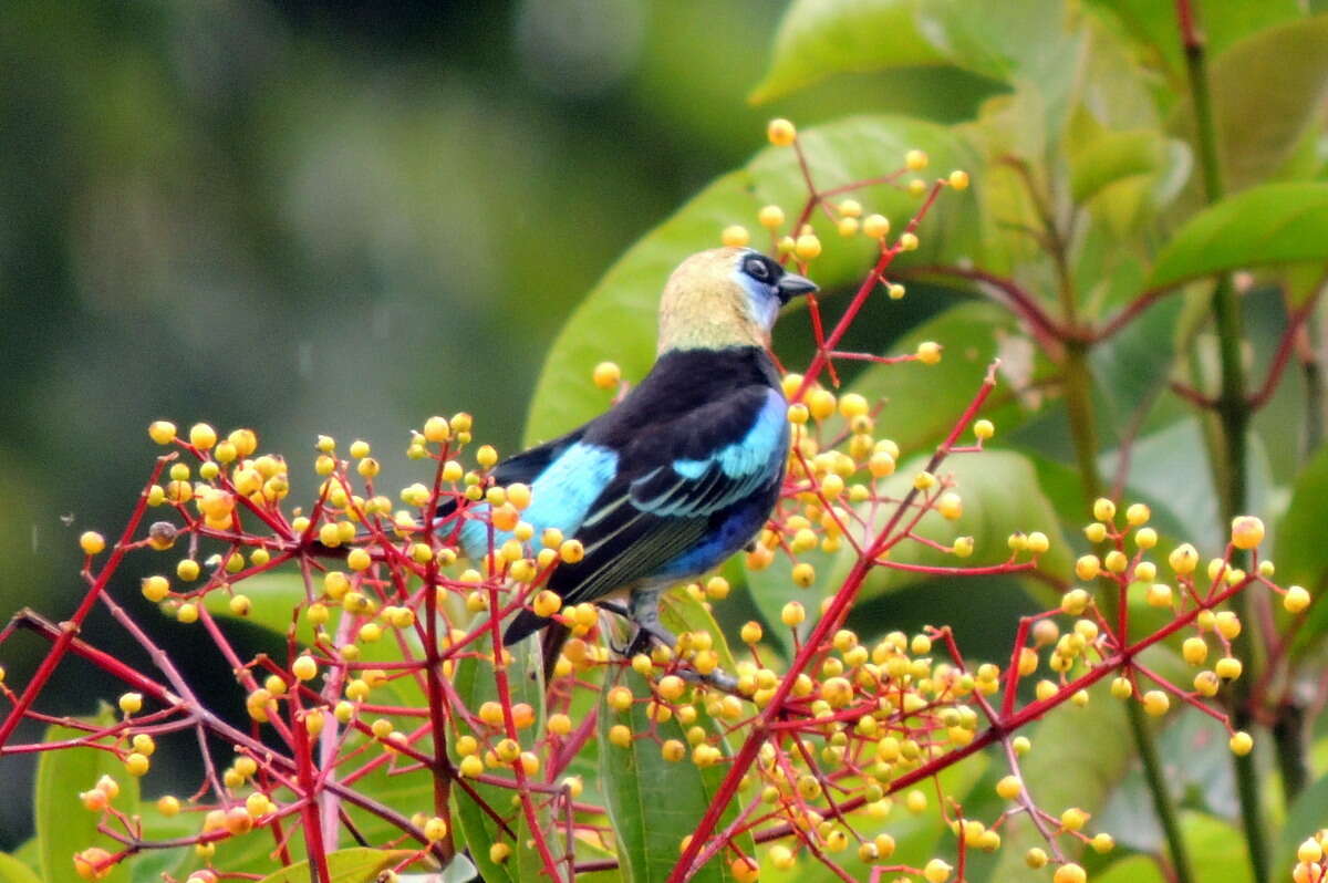 Stilpnia larvata (Du Bus de Gisignies 1846) resmi