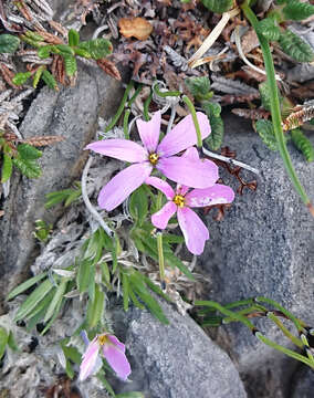 Imagem de Phlox richardsonii subsp. alaskensis (Jordal) Wherry