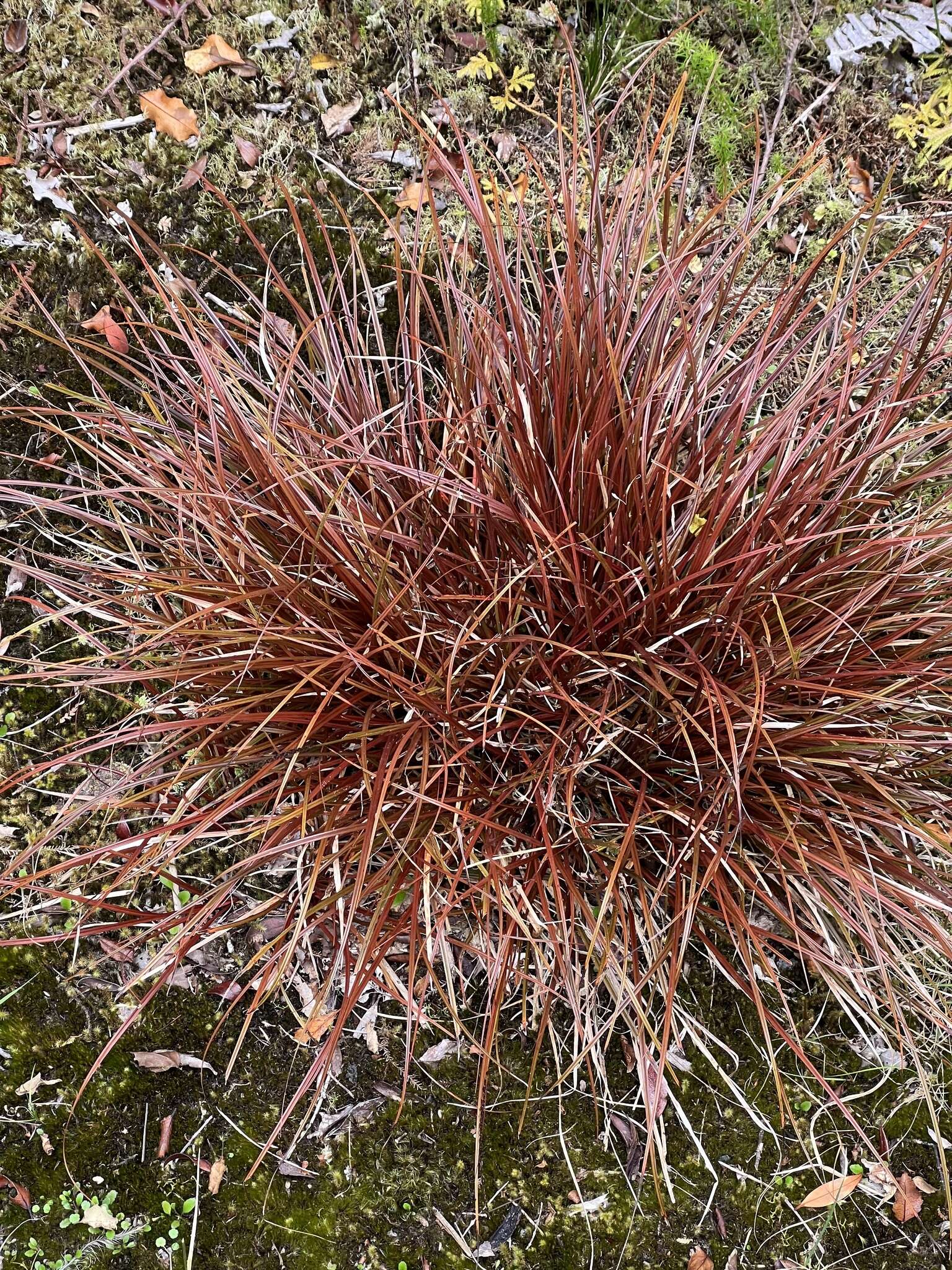 Image of Carex punicea K. A. Ford