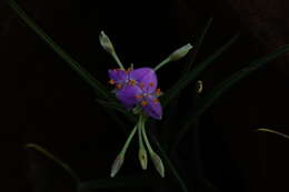 Image of Gibasis venustula subsp. venustula