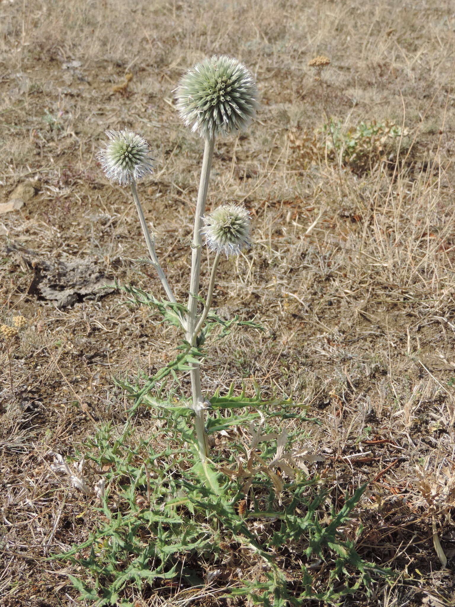 Image de Echinops transcaucasicus Iljin