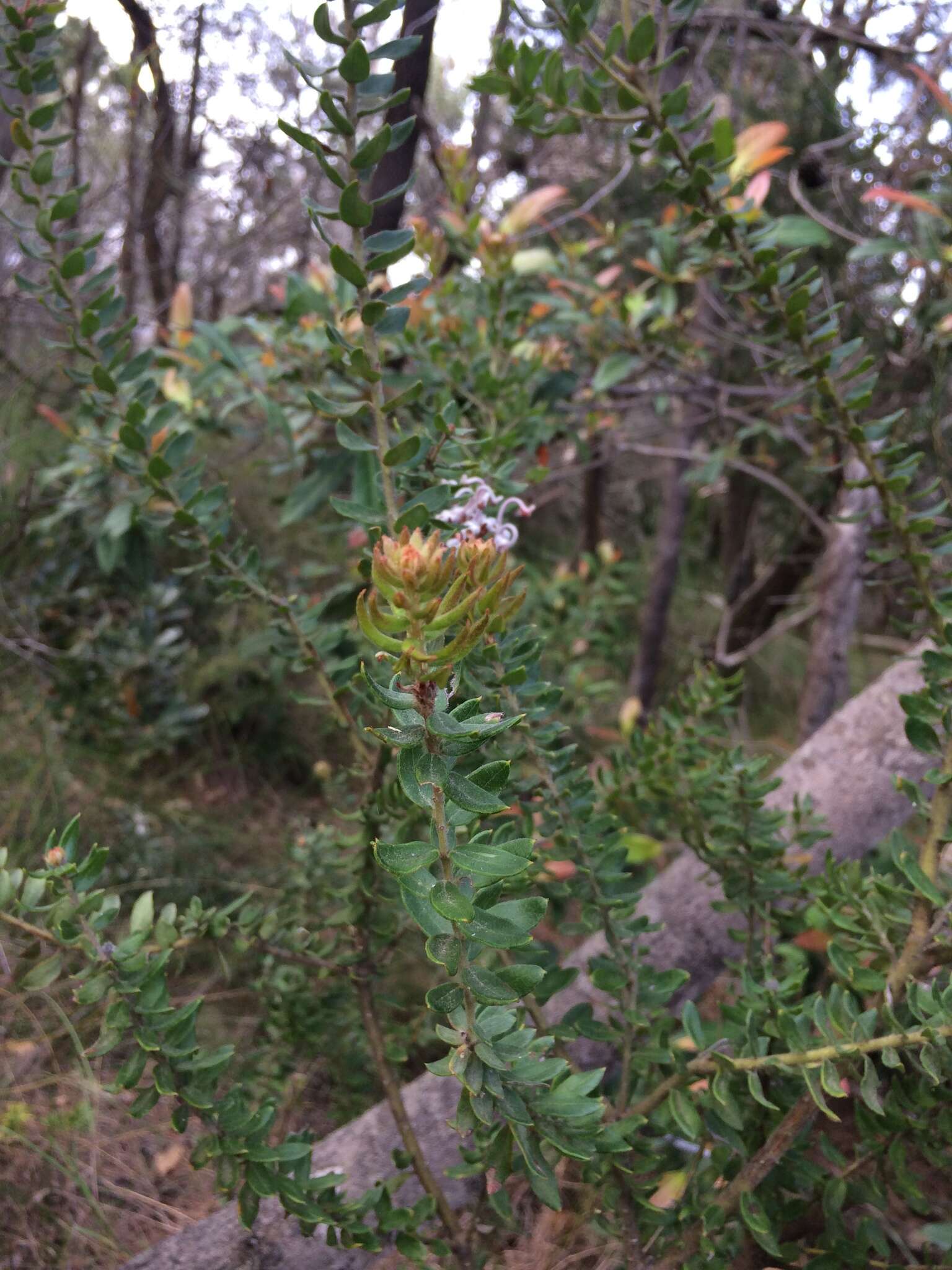 Image of Grevillea buxifolia (Sm.) R. Br.