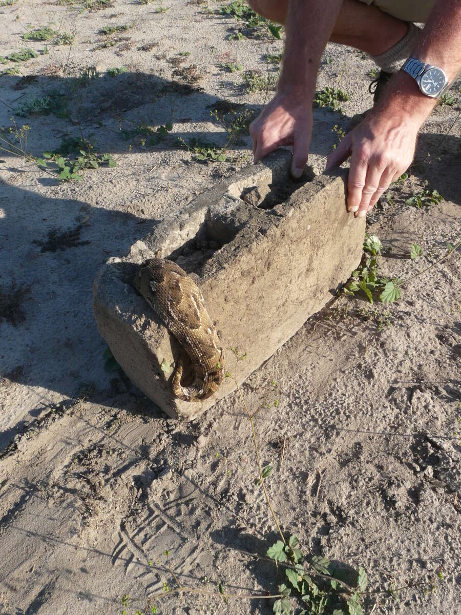 Image of puff adder