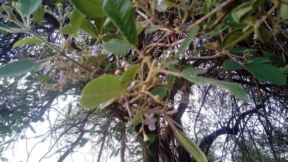 Image of Vitex mollis Kunth