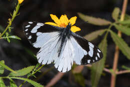 Image of Chiricahua White