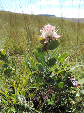 Image of Protea heckmanniana Engl.