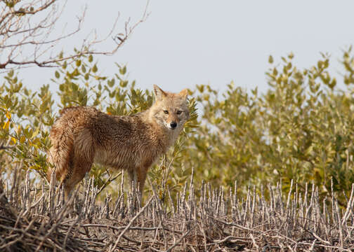 Image of Common jackal