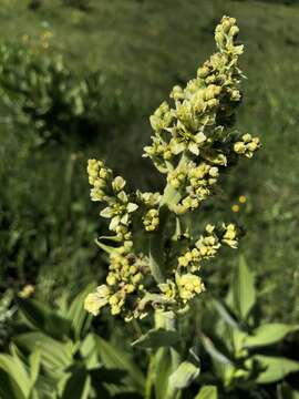 Image of European white hellebore