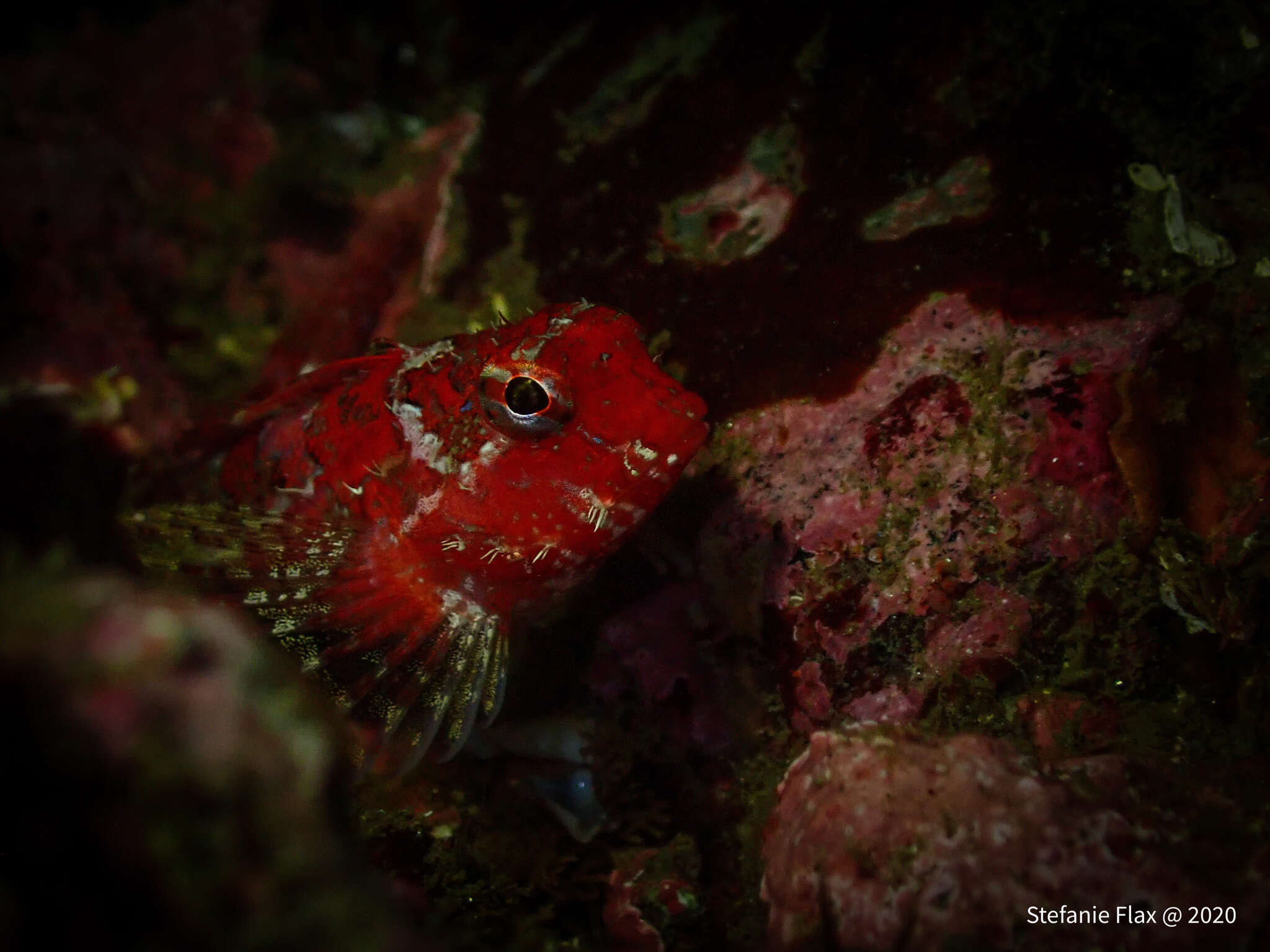 Image of Snubnose sculpin