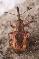 صورة Temnocerus aureus Legalov 2007