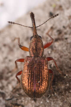 صورة Temnocerus aureus Legalov 2007