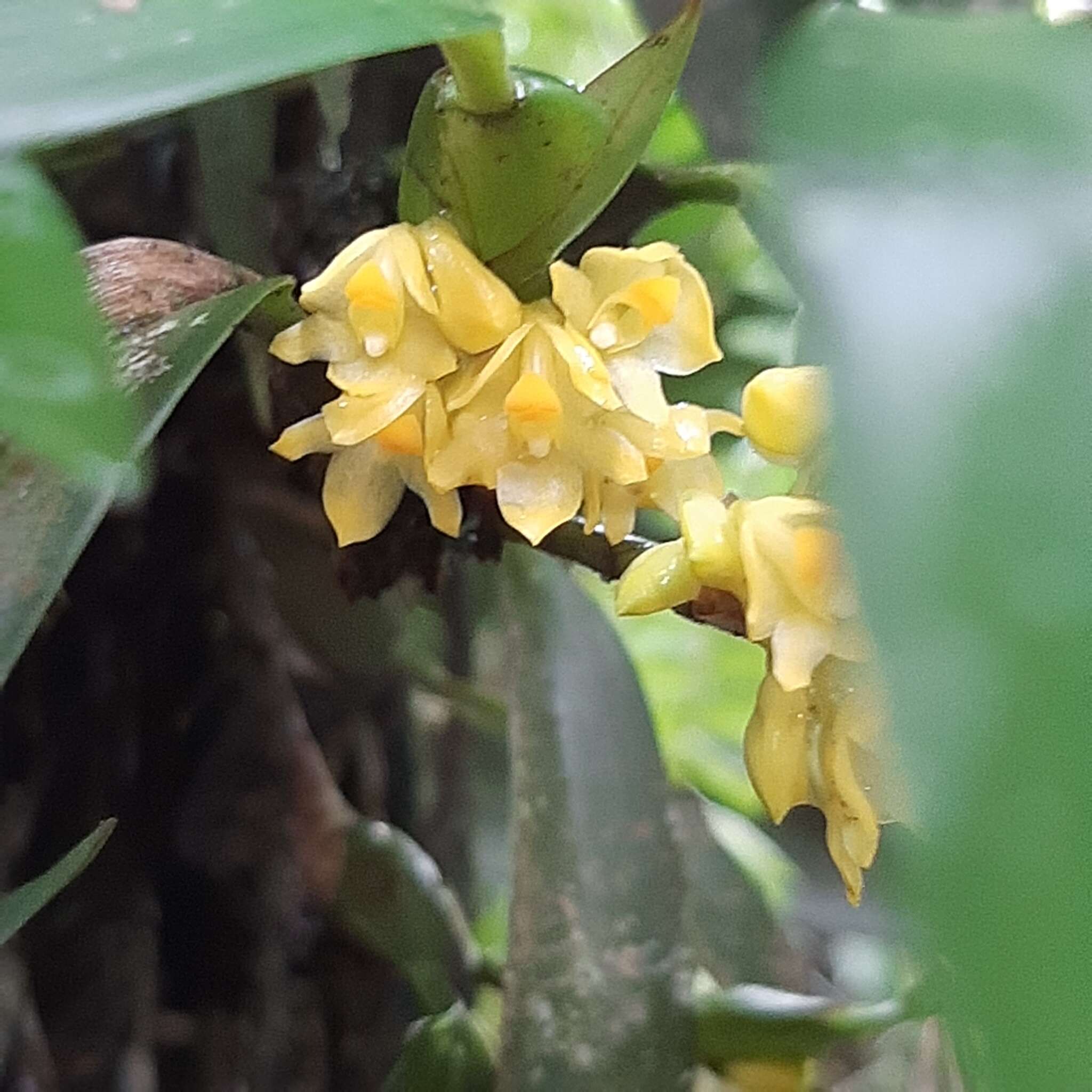 Image of Maxillaria pseudoneglecta J. T. Atwood