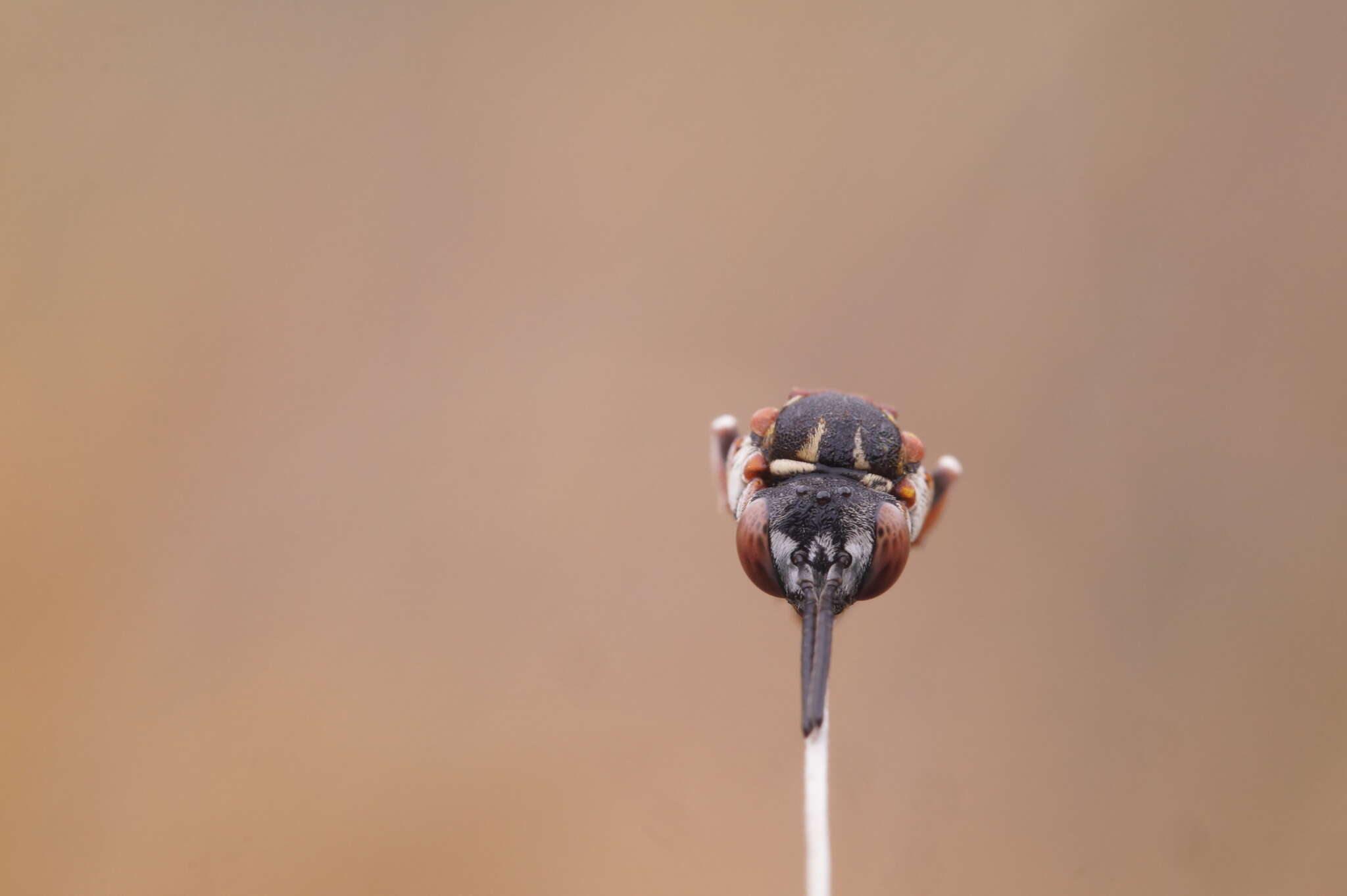 Image of Epeolus variegatus (Linnaeus 1758)