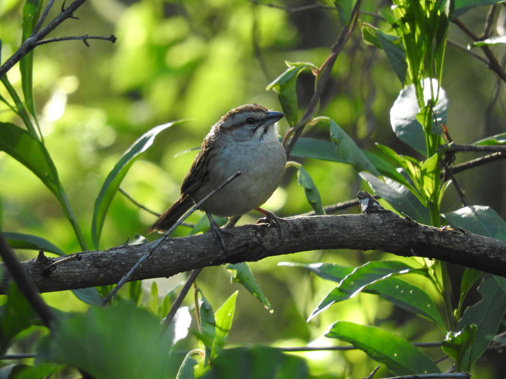 Image of Stripe-capped Sparrow