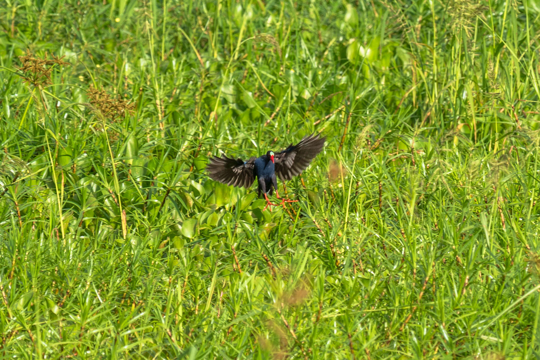 Image of Allen's Gallinule