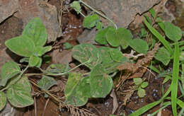 Image of Kickxia spuria subsp. integrifolia (Brot.) R. Fernandes