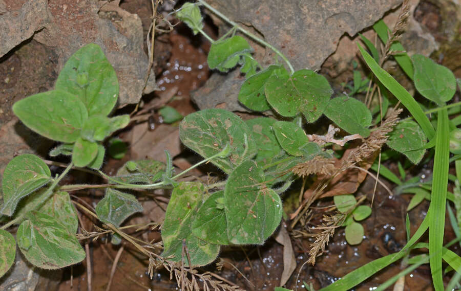 Image of Kickxia spuria subsp. integrifolia (Brot.) R. Fernandes