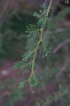 Vachellia tortilis subsp. heteracantha (Burch.) Kyal. & Boatwr.的圖片