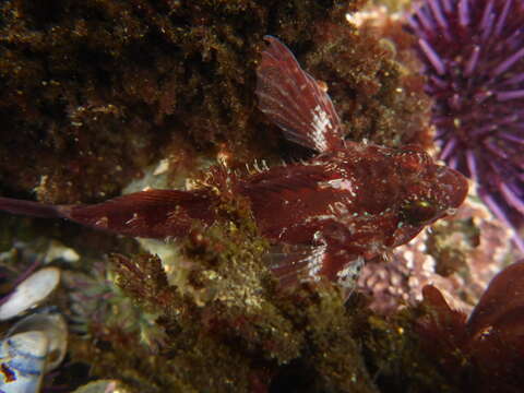 Image of Rosy sculpin