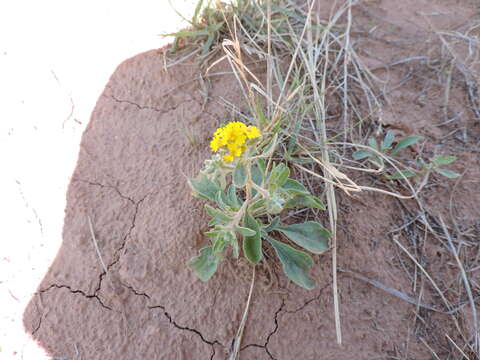 Image of woolly paperflower