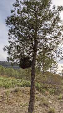 Image of 'Candidatus Phytoplasma pini'