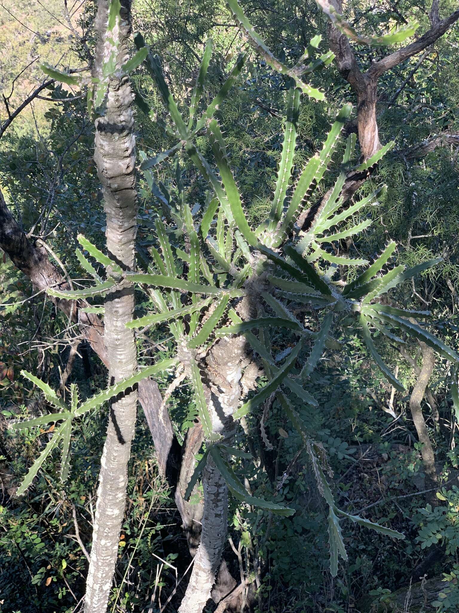 Imagem de Euphorbia grandidens Haw.