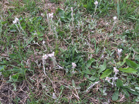 Imagem de Antennaria neglecta Greene