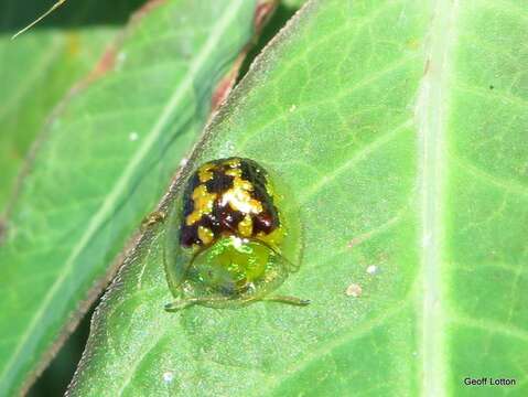 Image of Cassida (Crepidaspis) diomma Boisduval 1835