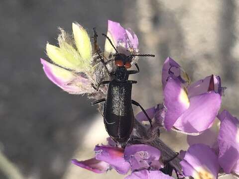 Image of Red-eared Blister Beetle