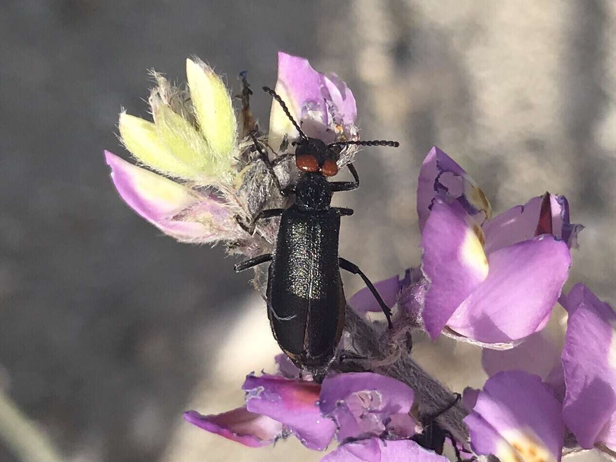 Imagem de Lytta (Poreopasta) auriculata Horn 1870