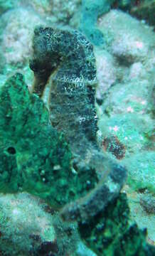 Image of Long-snout Seahorse