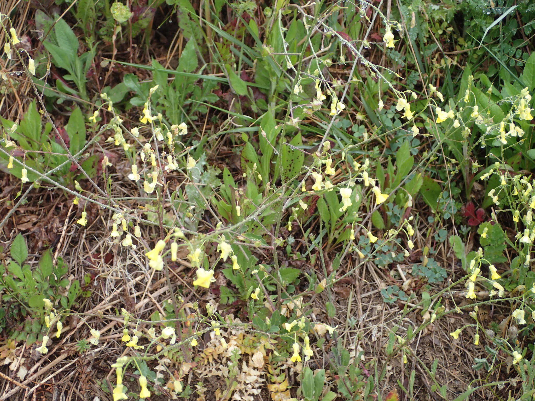 Image of crested wartycabbage